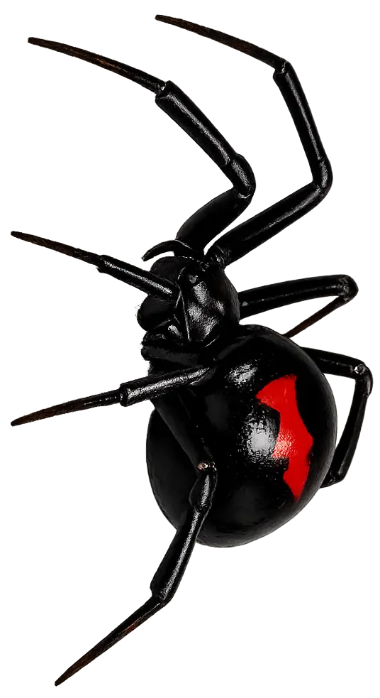 A small spider